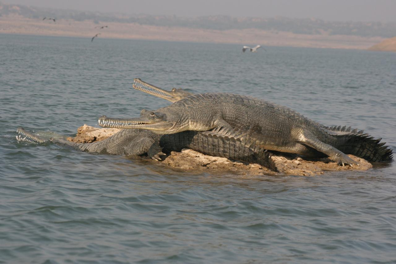 Mela Kothi - The Chambal Safari Lodge Bāh Buitenkant foto