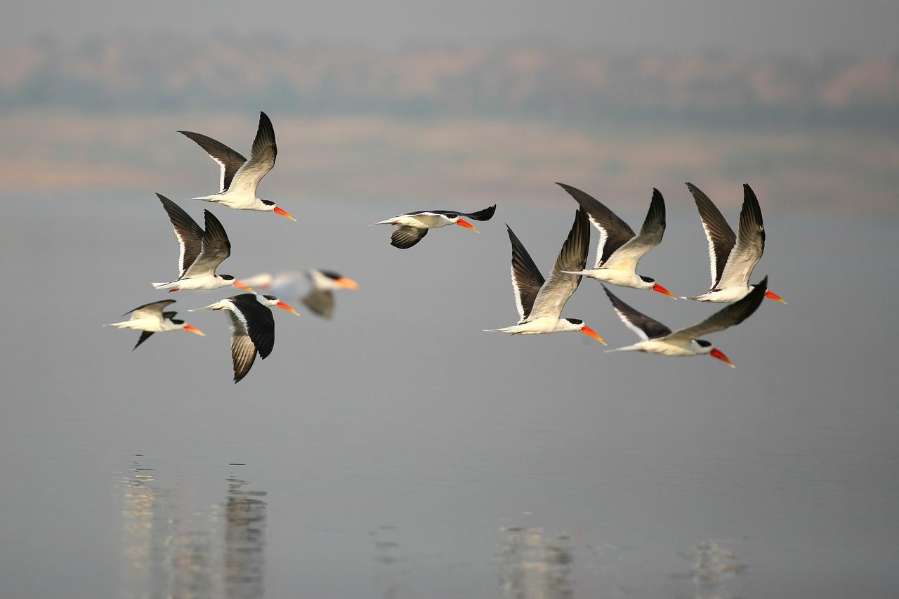 Mela Kothi - The Chambal Safari Lodge Bāh Buitenkant foto